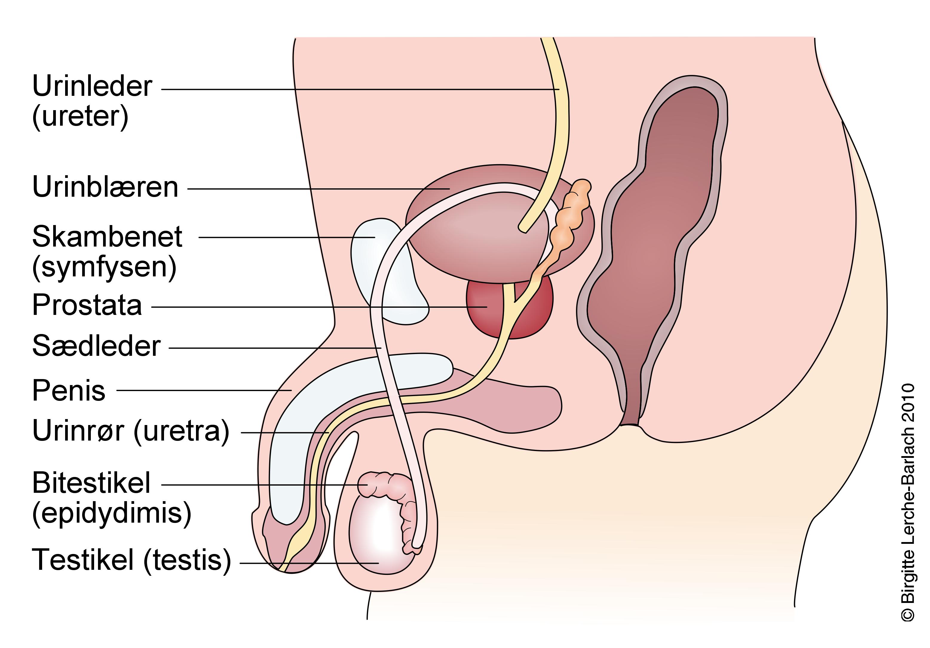 Billedresultat for urinvejenes opbygning