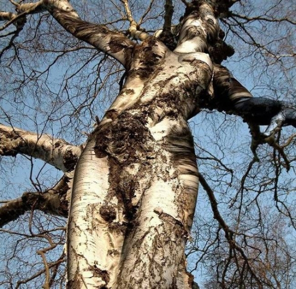25233d1260148690-sexy-silver-birch-sexy-