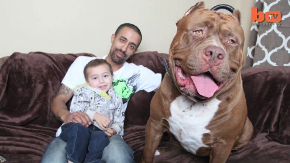 Billedresultat for hundehvalp med kvindelig ejer foto