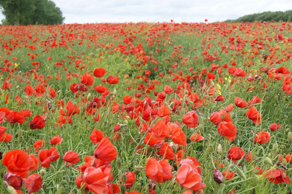 Korn-Valmue (Papaver rhoeas) - Naturbasen