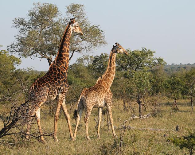 BL21_Giraffe_new_J_1462829f.jpg