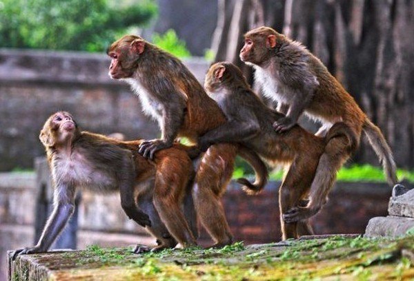 Monkey_a86cee_1818254.jpg