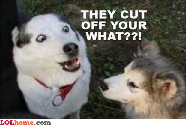 castrated-dog.jpg