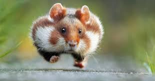 Billedresultat for hamster