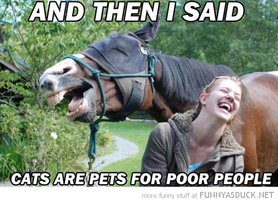 funny-girl-horse-laughing-cats-pets-poor