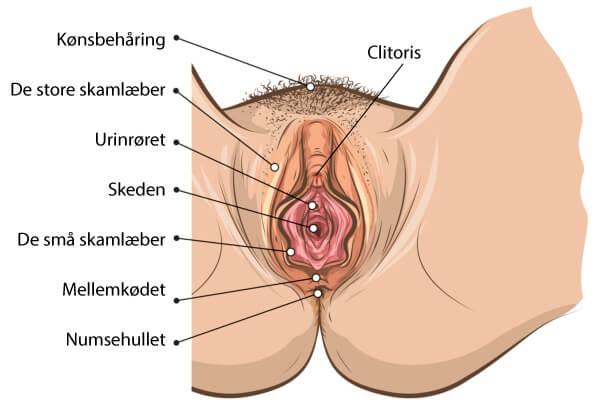 Billedresultat for billeder af kvindens kÃ¸nsorganer