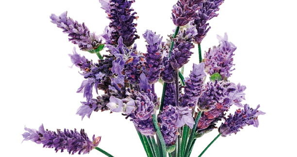 lavendel-stor.jpg