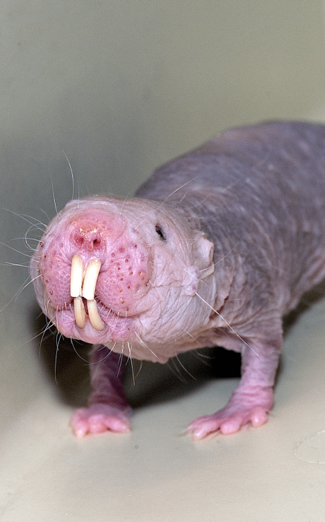 mole-rat-talllll.png