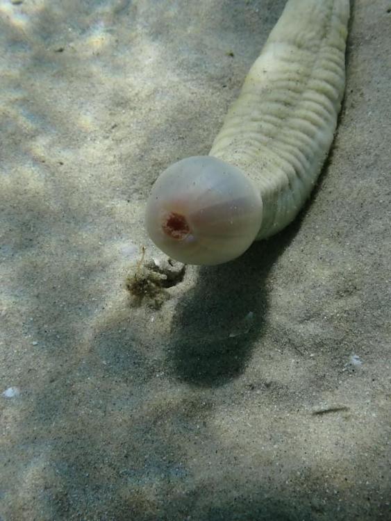 r/interestingasfuck - a sea creature in the sand