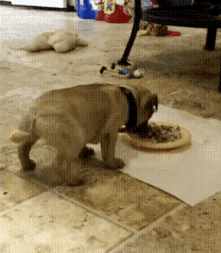 tumblr_ogamyr6IAd1t1a1iao1_250.gif