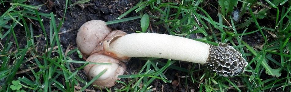 Billedresultat for phallus impudicus
