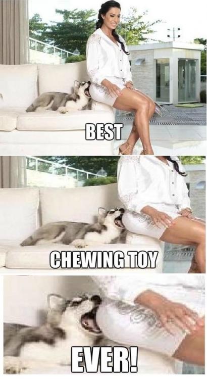 31-05-Dog.jpg