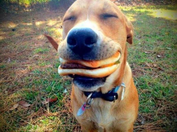 a.baa-This-dog-love-hamburgers.thumb.jpg