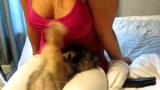 hund.gif