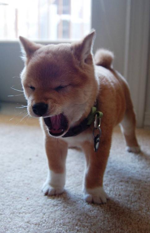 shiba-inu-puppy-yawn.thumb.jpg.4b5e31cda