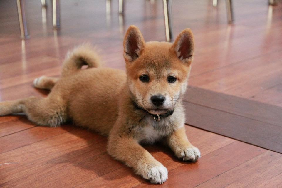 shiba_puppy.thumb.jpg.872d62dfabd32cbc91