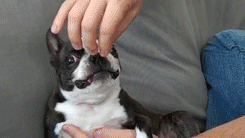 29-07-KK.gif
