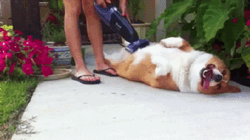 31-07-02DO.gif