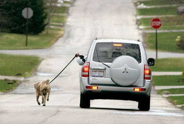 walking_dog_car.thumb.jpg.9bccca8b0a0247