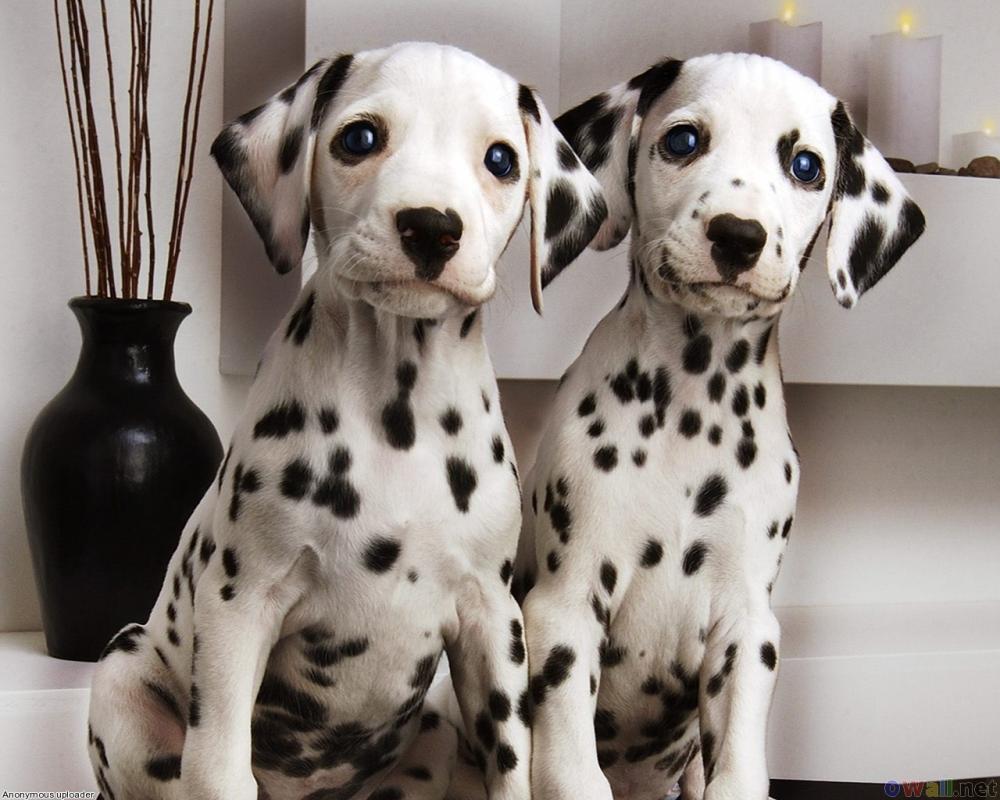 Couple-Cute-Dalmatian-Puppies-Pictures.t