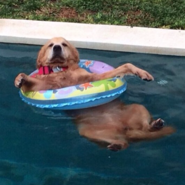relax-dog.thumb.jpg.0673204b68d897c0188b