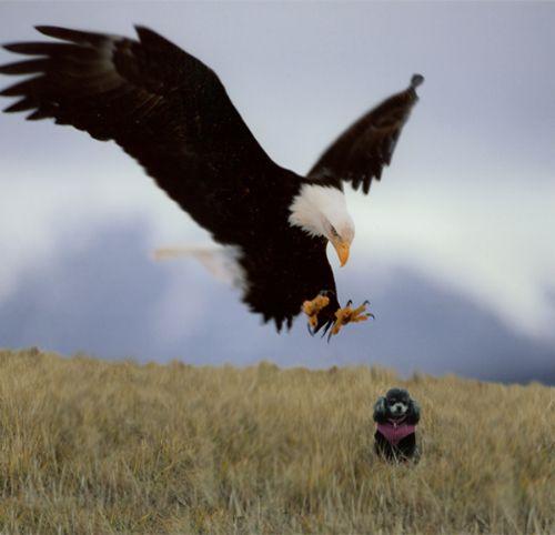 LITTY_EAGLE.thumb.jpg.d20038ca9be043ee5e