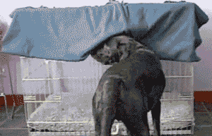 27.10.do.33.gif