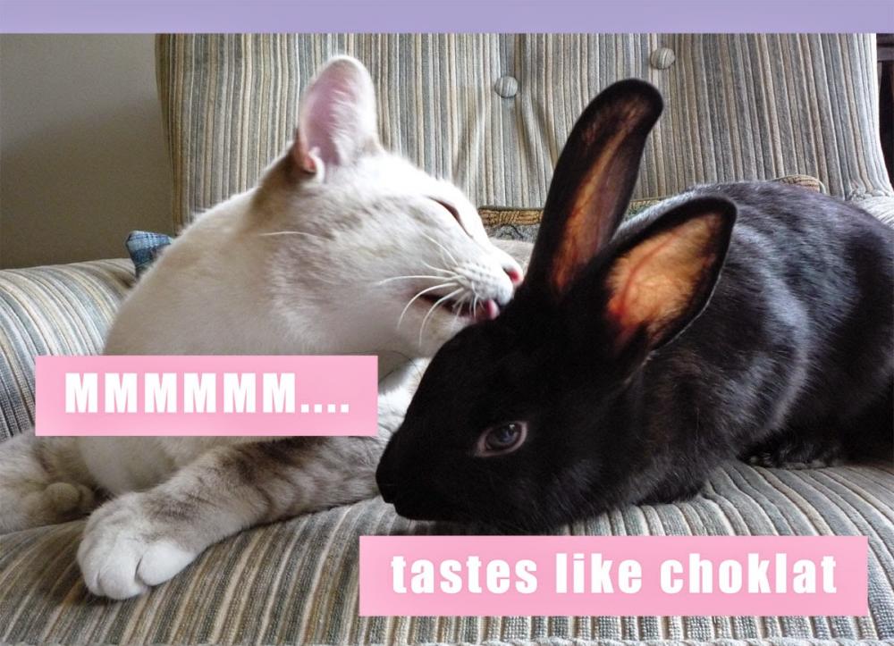 09.12.rabbit.02.jpg