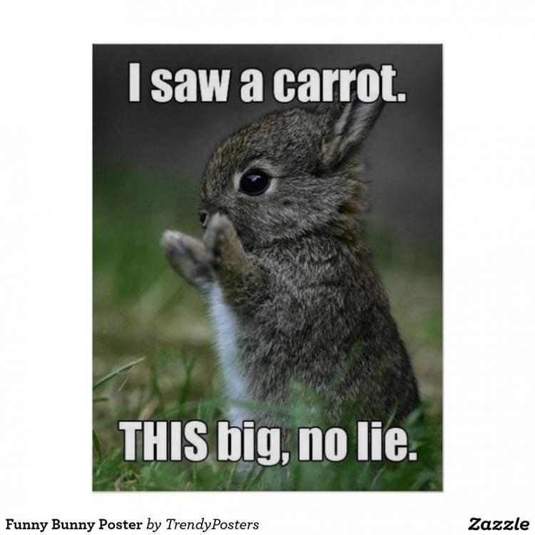 funny_bunny_poster-r6e93169a8a454cd79a9f4ff1288197a5_x8wut_8byvr_1024.jpg