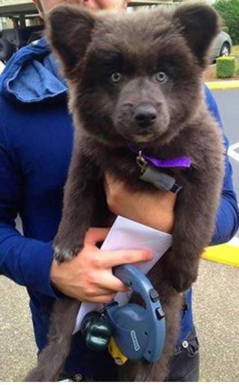 26.03.do.20-schæfer-akita-corgi.jpg