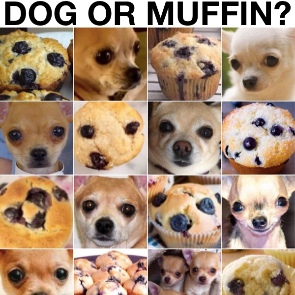 dog-or-muffin.png.df028f130603729d31ab7c