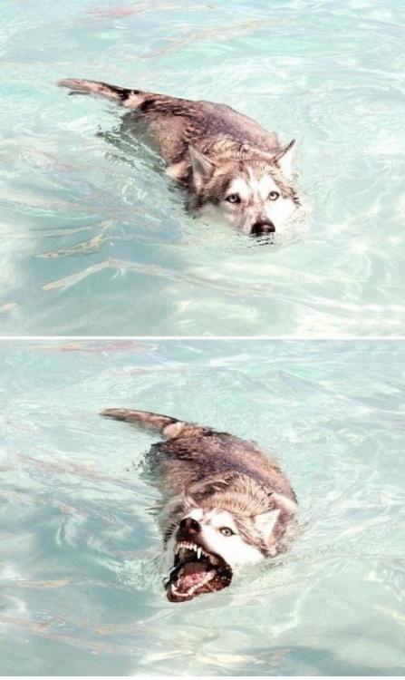 23.05.do.25_kroko.jpg