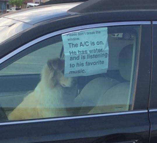 AC-dog.jpg