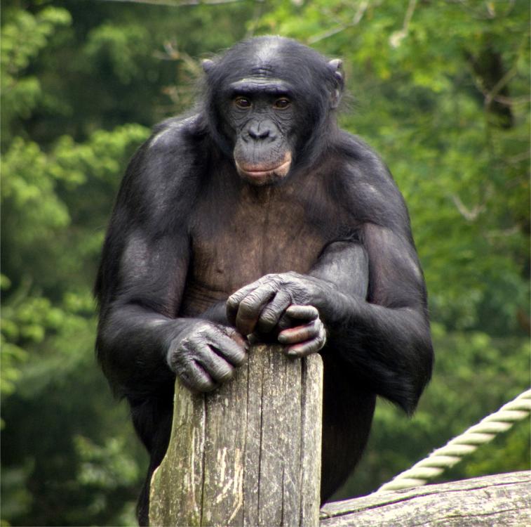 bonobo1.jpg