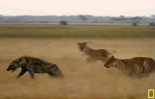 lioness-hunting.gif.bf059d573ef87735ea32bb0af27d3b17.gif