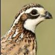 Bobwhite