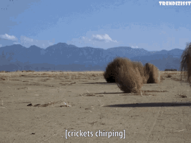 tumbleweed-crickets-chirping.gif.6abefa335bf40c816f80ebcdbd7d98ff.gif