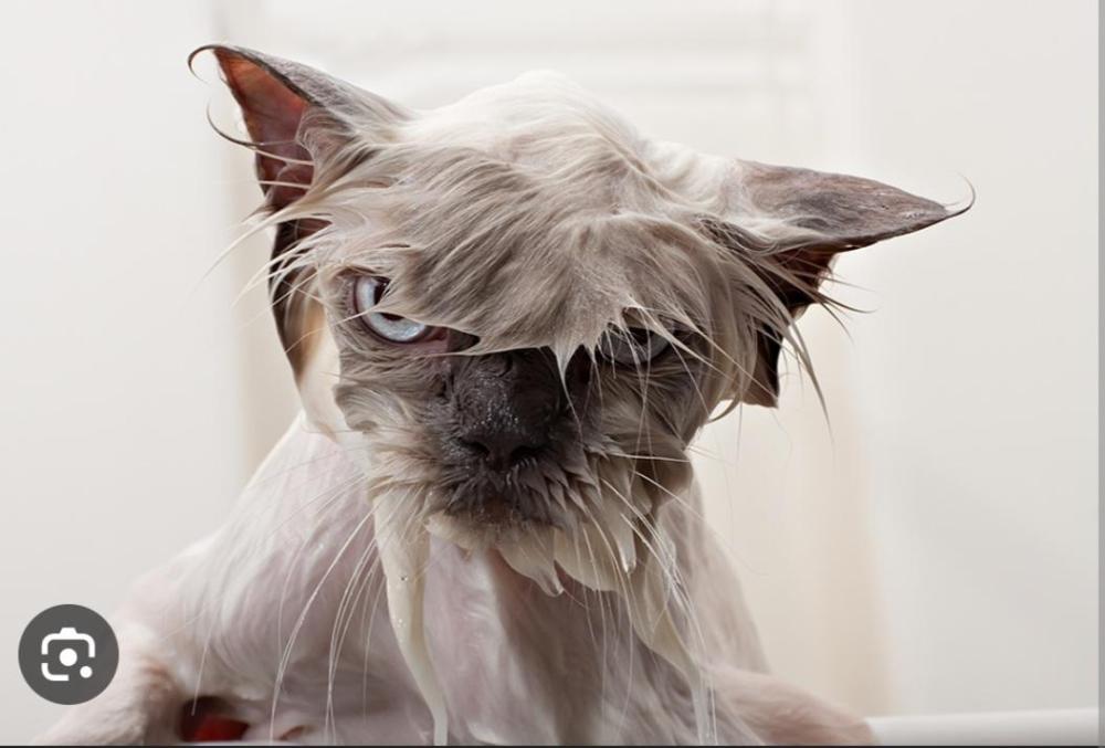 WetCat.jpg